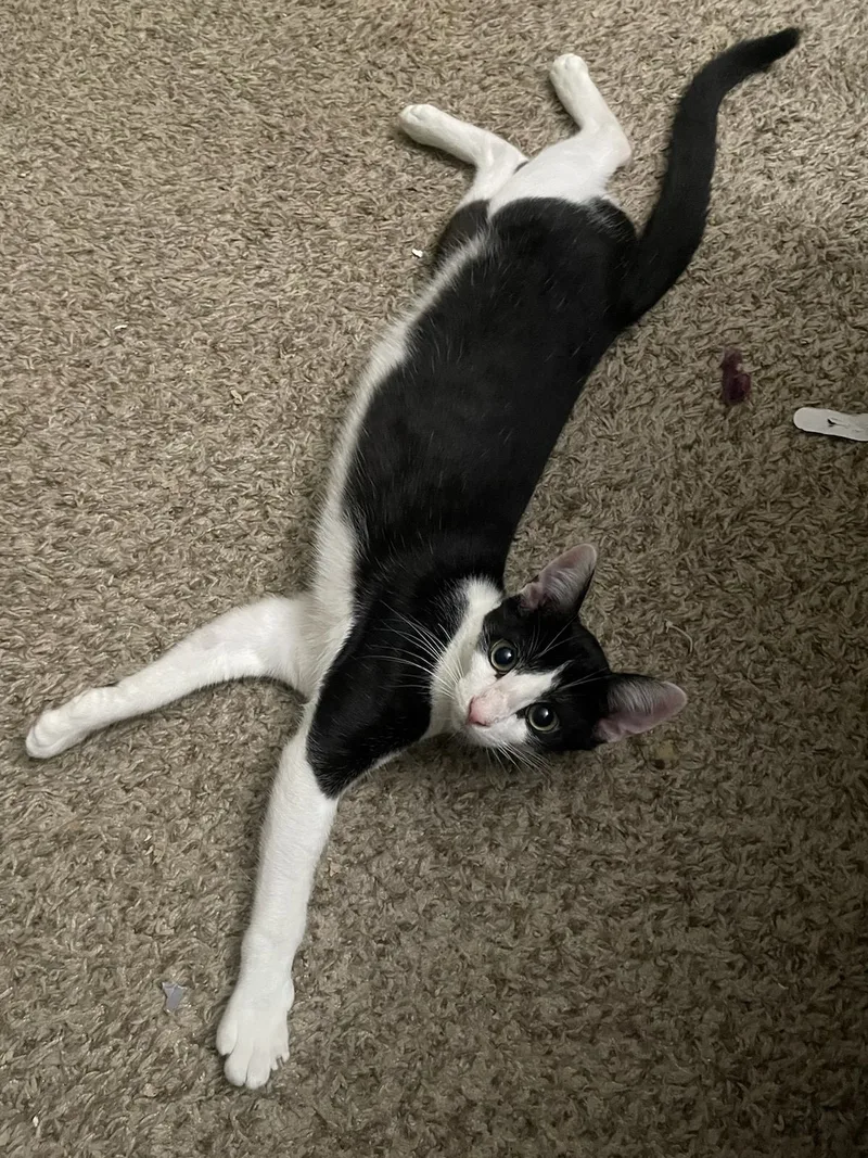 Charlie Daymr. Always Sunny thumbnail 4