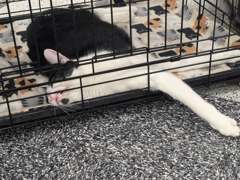 Charlie Daymr. Always Sunny thumbnail 5