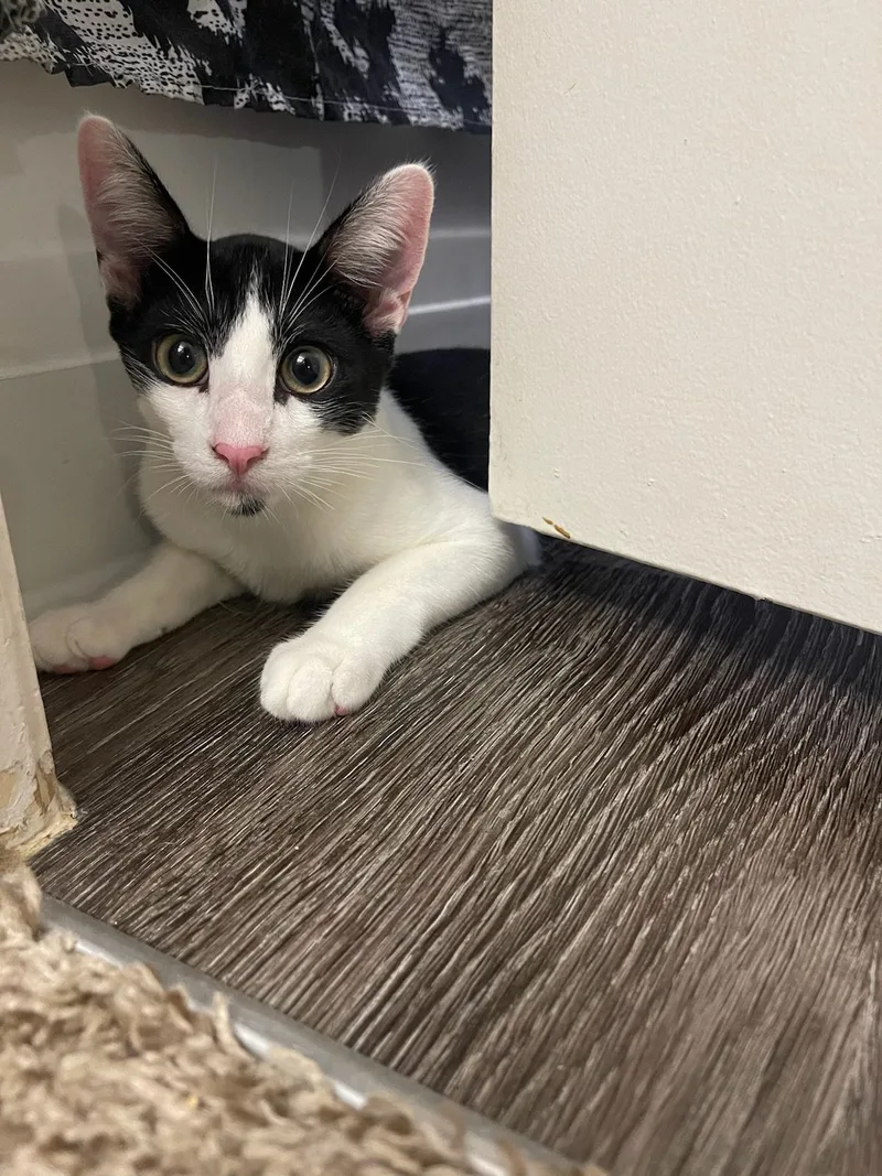 Charlie Daymr. Always Sunny