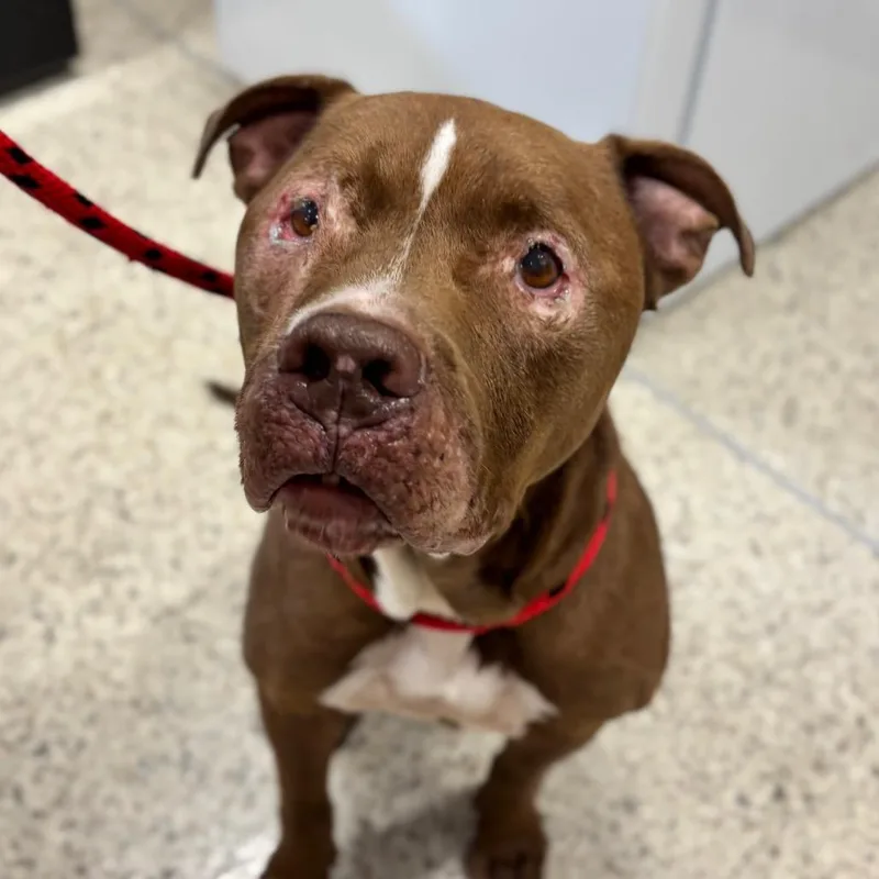 A senior large-sized male Pit Bull Terrier dog named Rubble for adoption in Nashville, IN