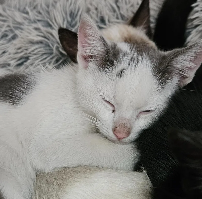 A young small-sized female Domestic Short Hair cat named Marquette for adoption in Los Angeles, CA
