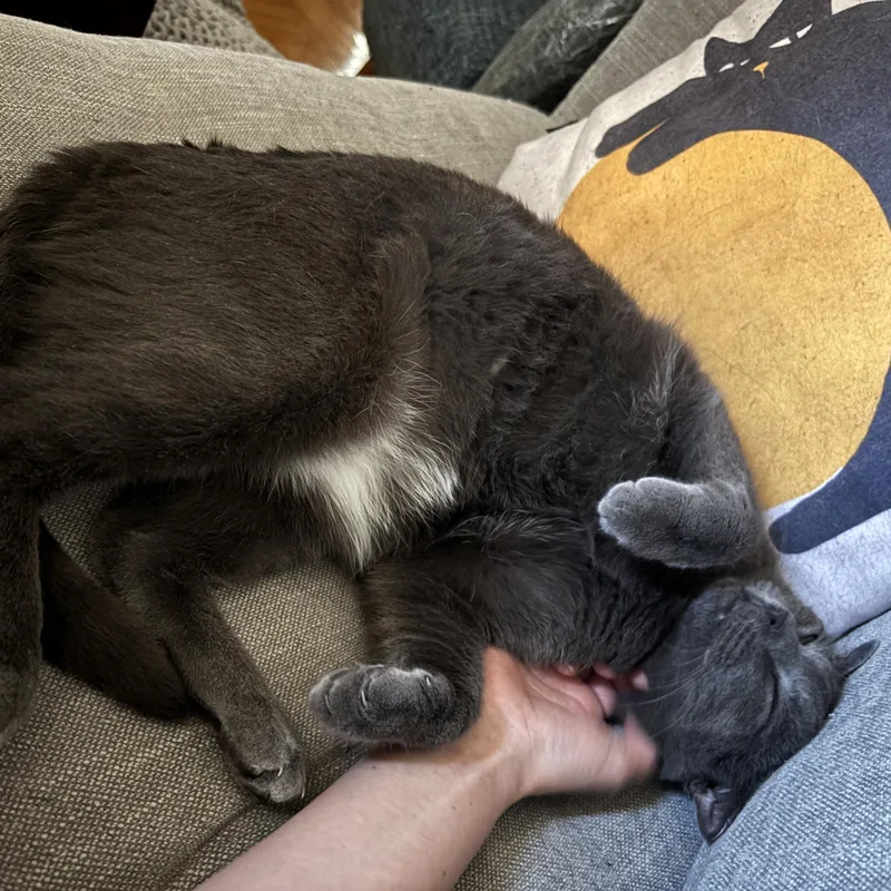 An adult medium-sized male Gray / Blue / Silver Domestic Short Hair cat named Paris for adoption in brooklyn, NY