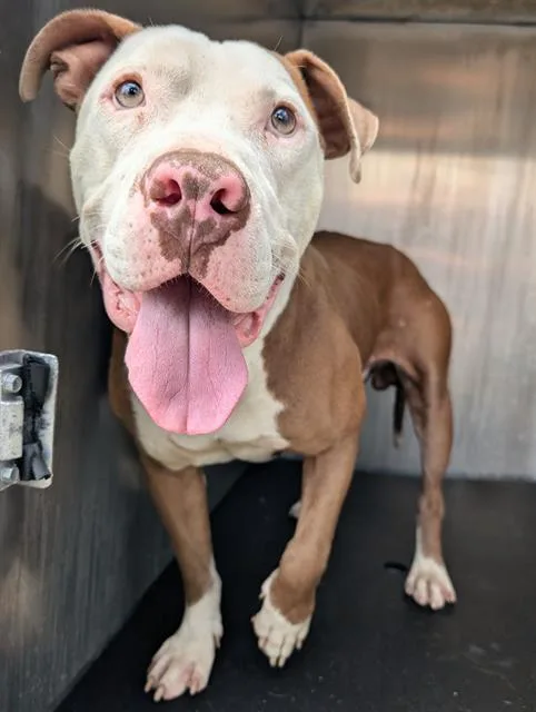 A young medium-sized male American Staffordshire Terrier dog named Crowley for adoption in San Antonio, TX