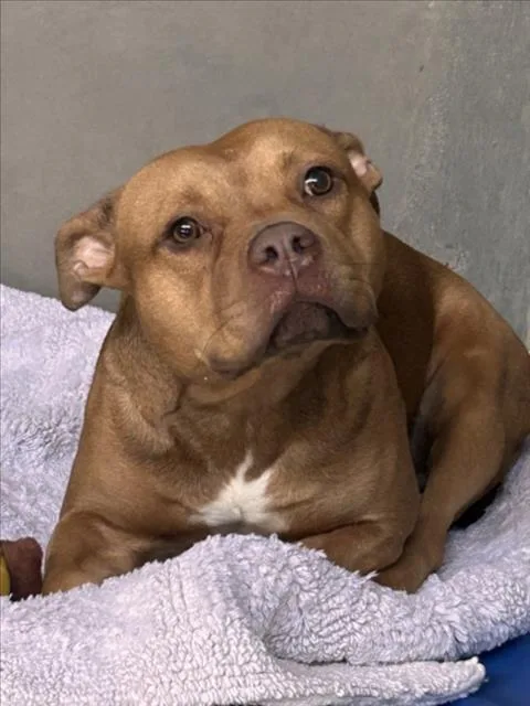 A young large-sized male Pit Bull Terrier dog named Dex for adoption in San Bernardino, CA
