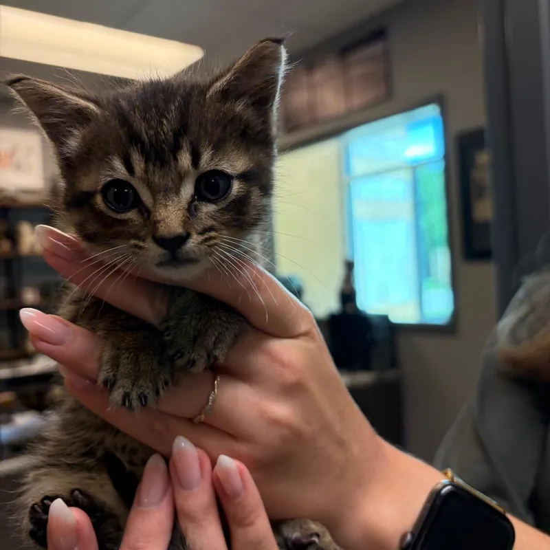 A baby small-sized male Brown / Chocolate Domestic Short Hair cat named Bart for adoption in Norman, OK