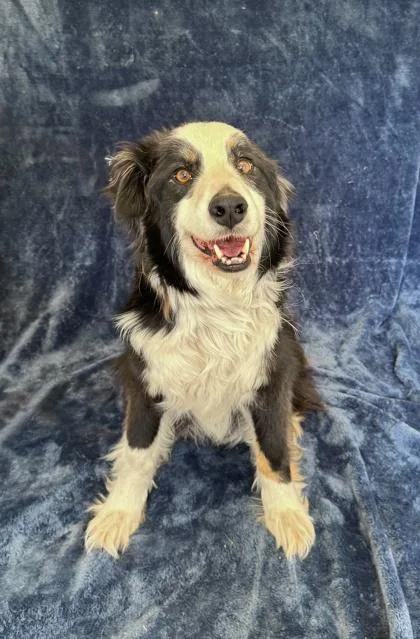 An adult medium-sized male Border Collie dog named Dozer for adoption in Buffalo, MN