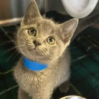 A baby small-sized female Gray / Blue / Silver Domestic Short Hair cat named Arya for adoption in Knoxville, TN