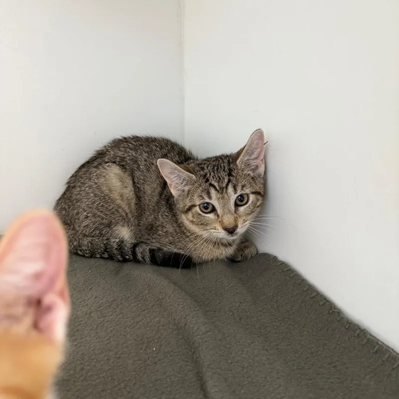 A baby small-sized female Brown / Chocolate Domestic Short Hair cat named Violet for adoption in Port Richey, FL