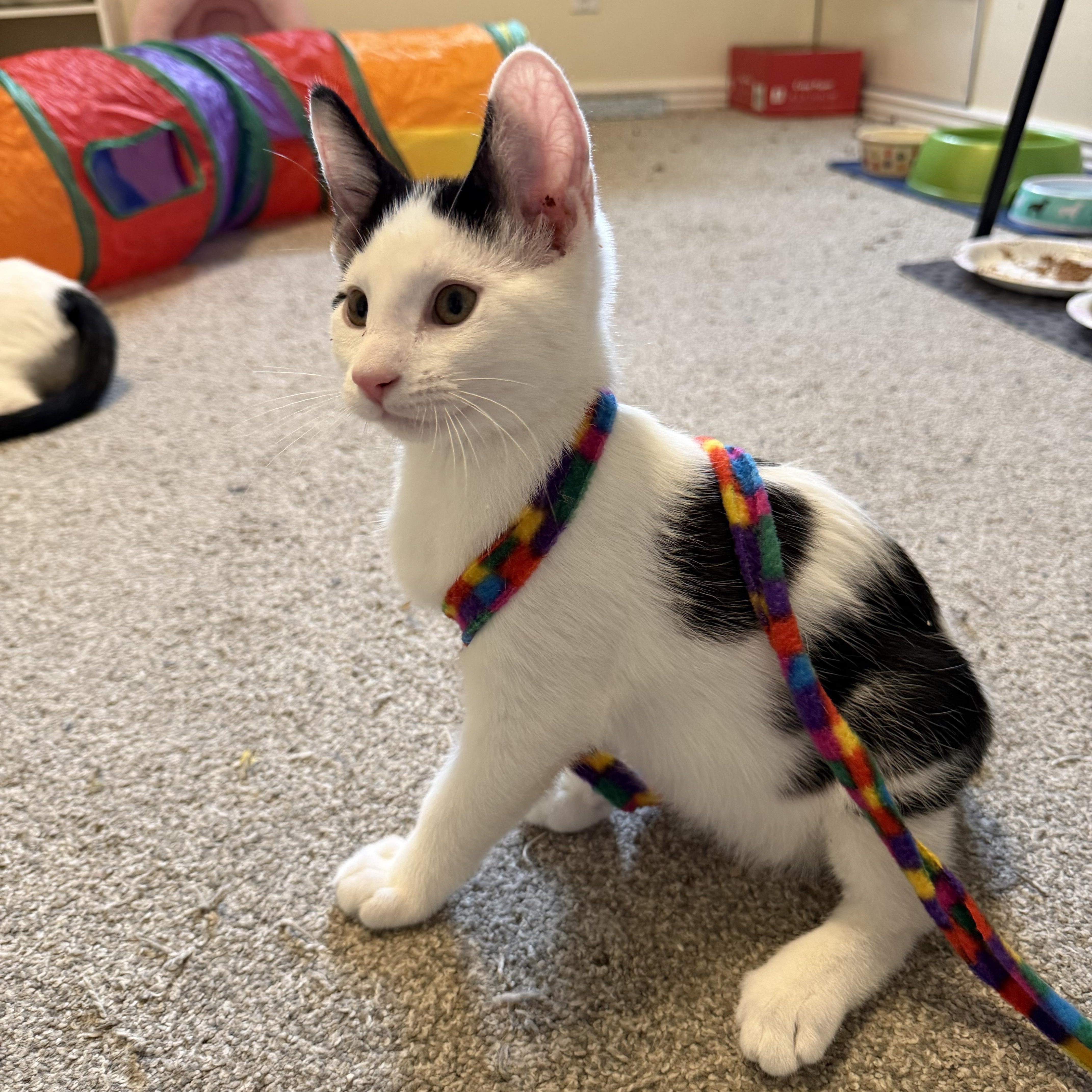 A baby medium-sized male Black Domestic Short Hair cat named Gojo for adoption in Midvale, UT