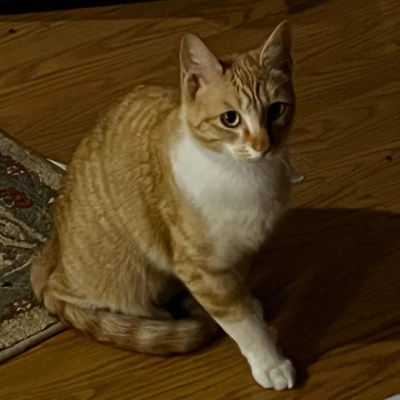 An adult medium-sized female Orange / Red Domestic Short Hair cat named Michi for adoption in League City, TX