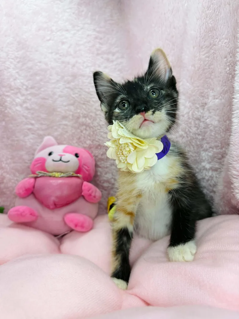A baby small-sized female Calico cat named Violette for adoption in Tavares, FL