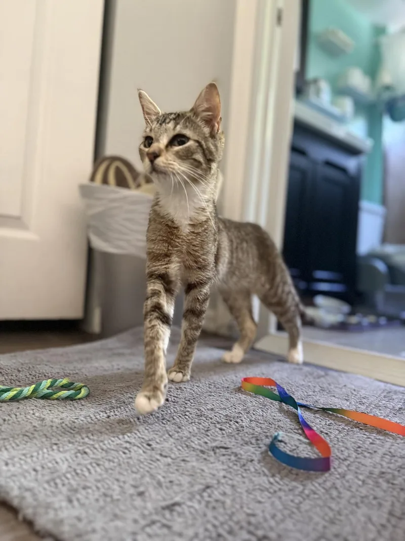 A baby medium-sized female Gray / Blue / Silver Domestic Short Hair cat named Flourish Wilde for adoption in Chandler, AZ