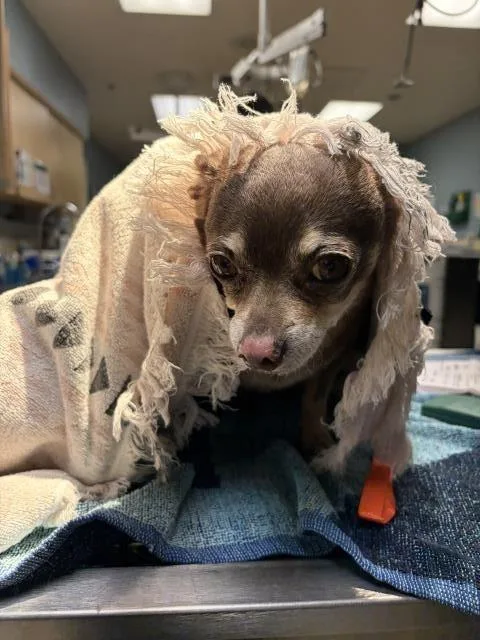 An adult small-sized female Chihuahua dog named Rosie Roo for adoption in Riverside, CA
