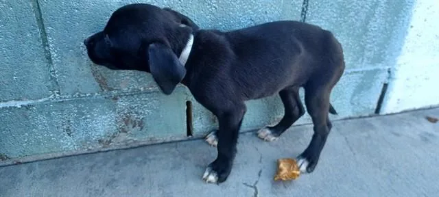 A baby medium-sized female Labrador Retriever dog named Dew for adoption in Baldwin Park, CA