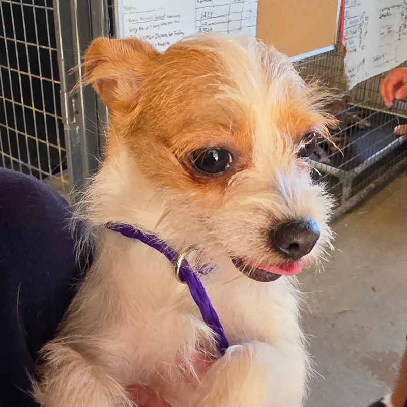 A baby small-sized female White / Cream Mixed Breed dog named Cleo De Neil for adoption in Leander, TX