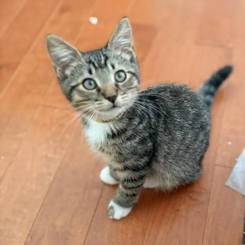 A baby small-sized male Brown / Chocolate Domestic Short Hair cat named Whimsy for adoption in Waldorf, MD