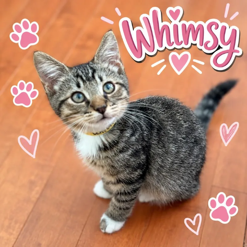Whimsy thumbnail 2