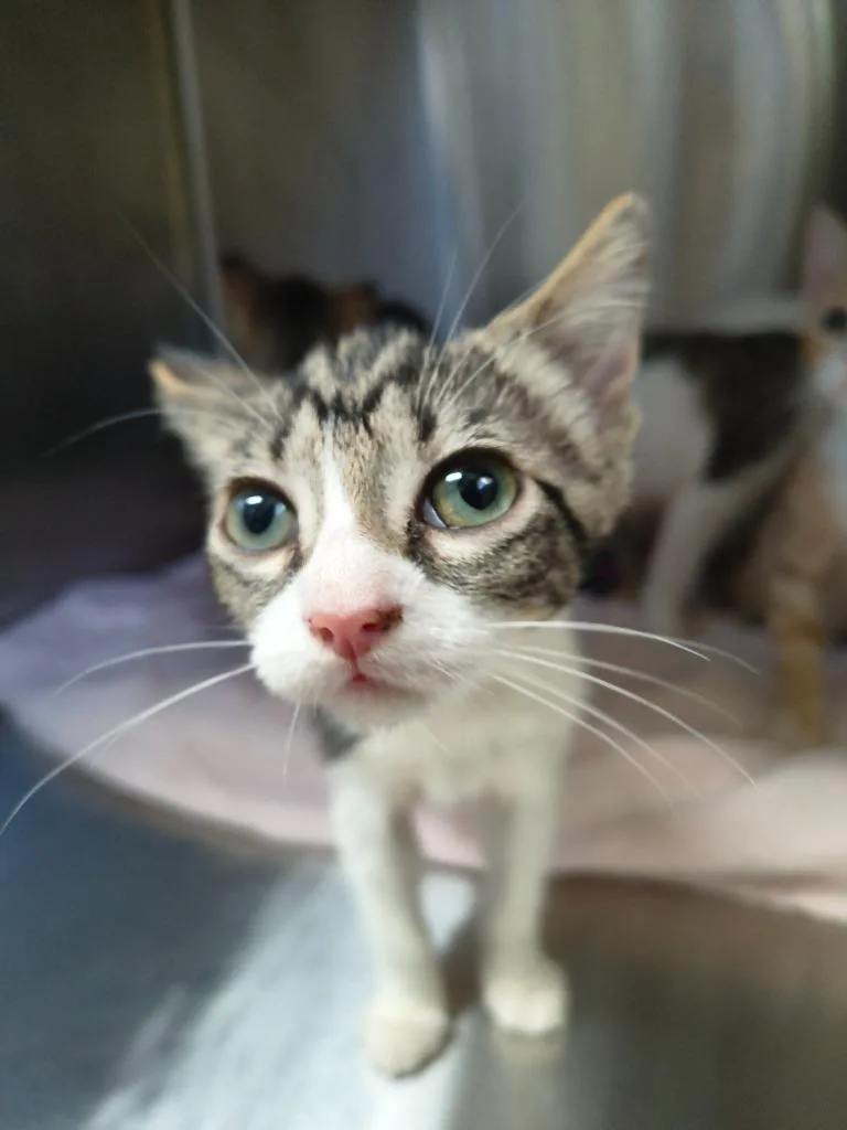 A baby medium-sized female Domestic Short Hair cat named Duckie for adoption in Maryville, TN
