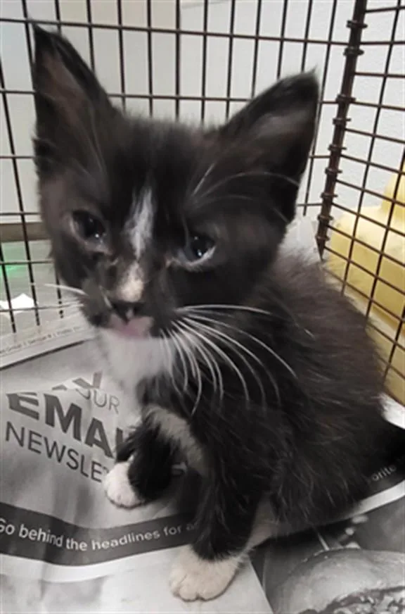 A baby small-sized female Domestic Short Hair cat named Gingerbread for adoption in Chatsworth, CA