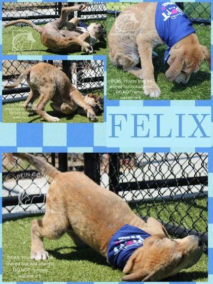 A baby medium-sized male American Staffordshire Terrier dog named Felix for adoption in Kenansville, NC