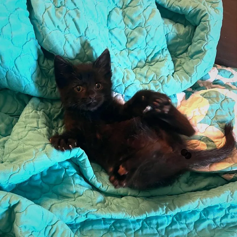 A baby small-sized male Black Domestic Short Hair cat named Bader for adoption in Monroe, MI