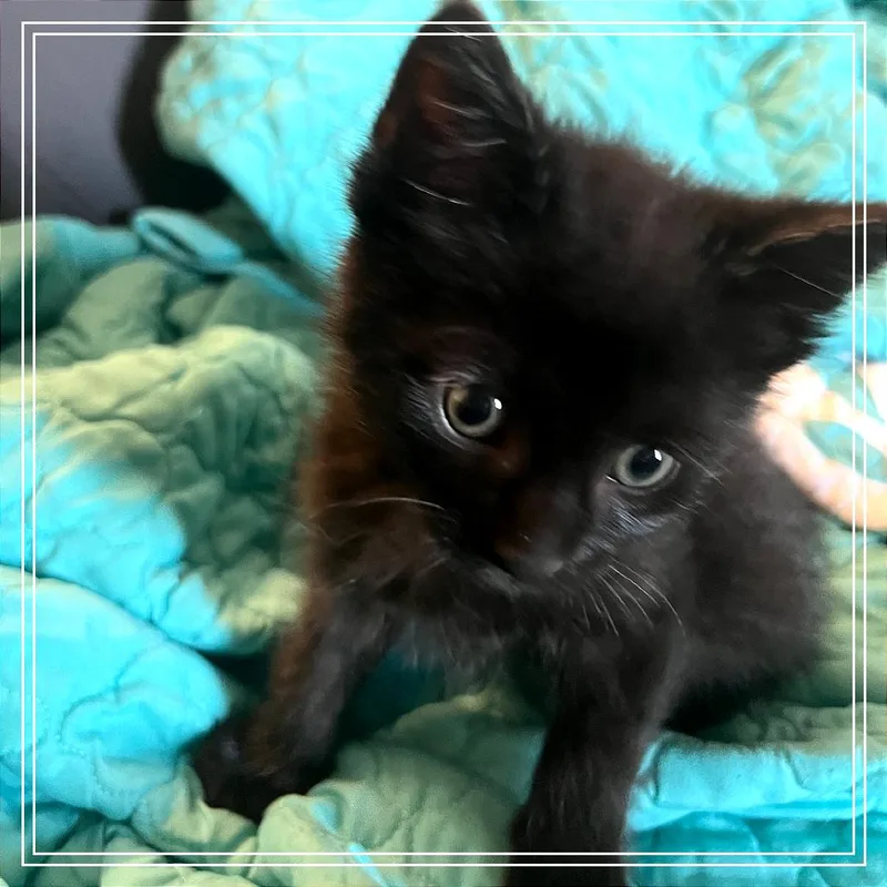 Bader thumbnail 3