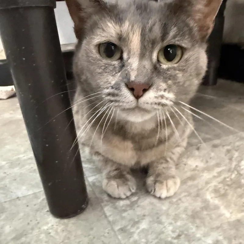 An adult small-sized female Torbie Domestic Short Hair cat named Daisy for adoption in Quakertown, PA