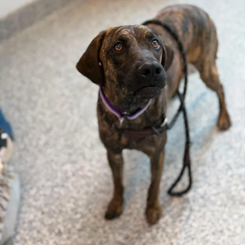 An adult large-sized female Plott Hound dog named Millie for adoption in Prineville, OR