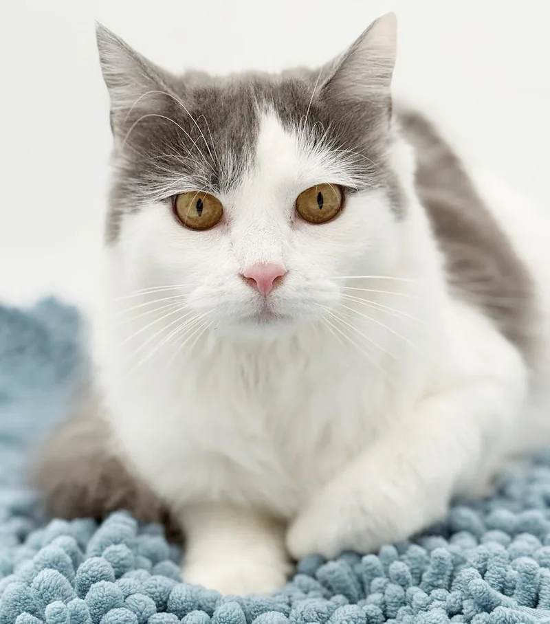 Catherine Rose Cannot Be thumbnail 2