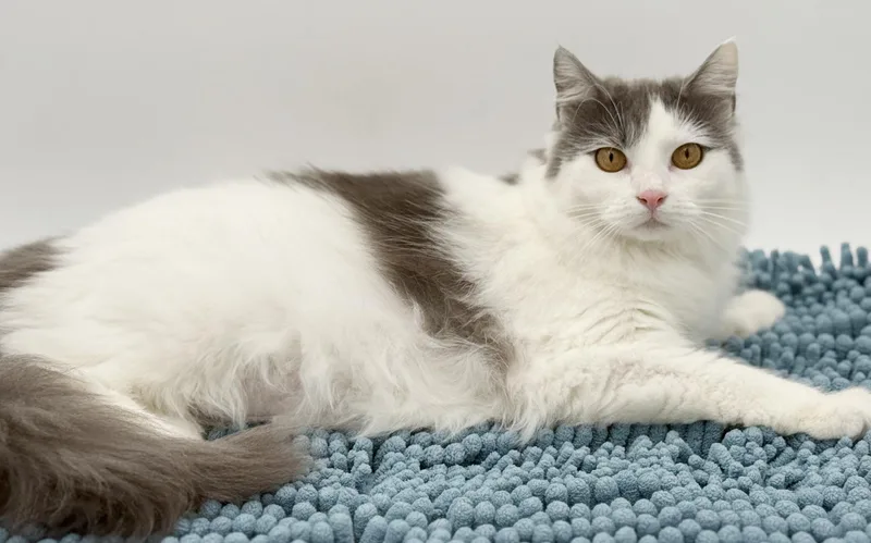 Catherine Rose Cannot Be thumbnail 3