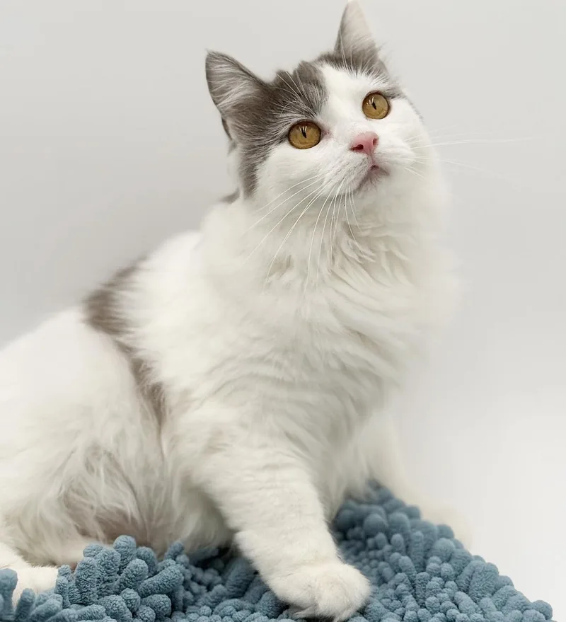 Catherine Rose Cannot Be