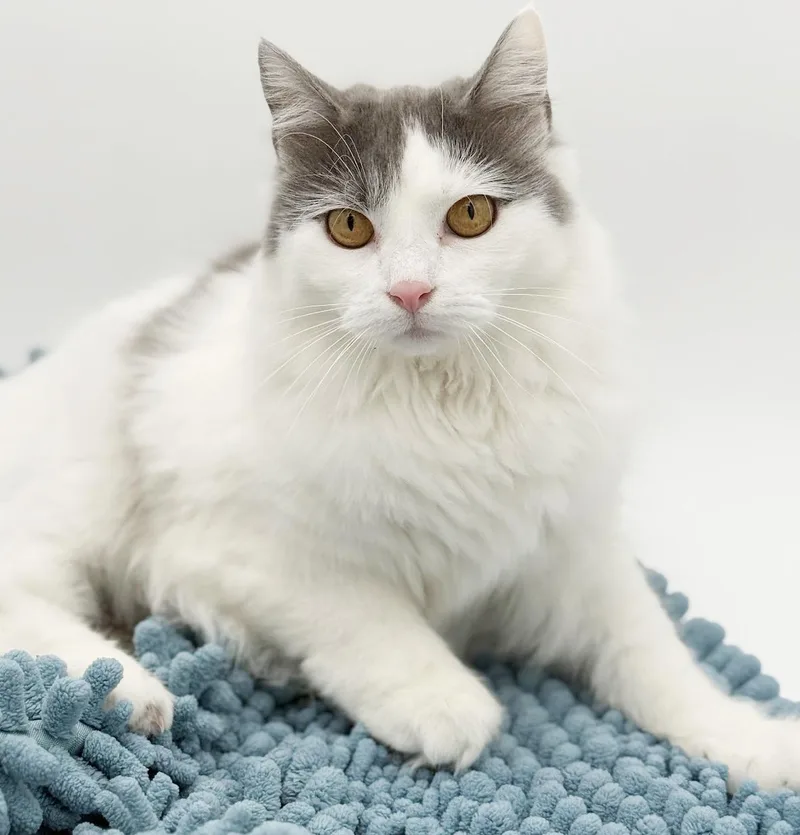 Catherine Rose Cannot Be thumbnail 4