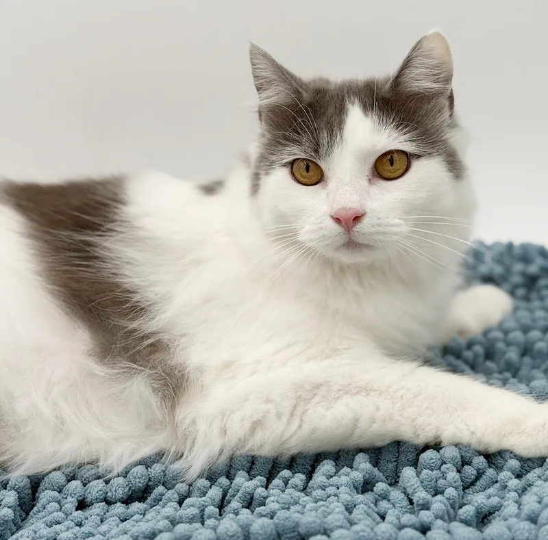 Catherine Rose Cannot Be thumbnail 5