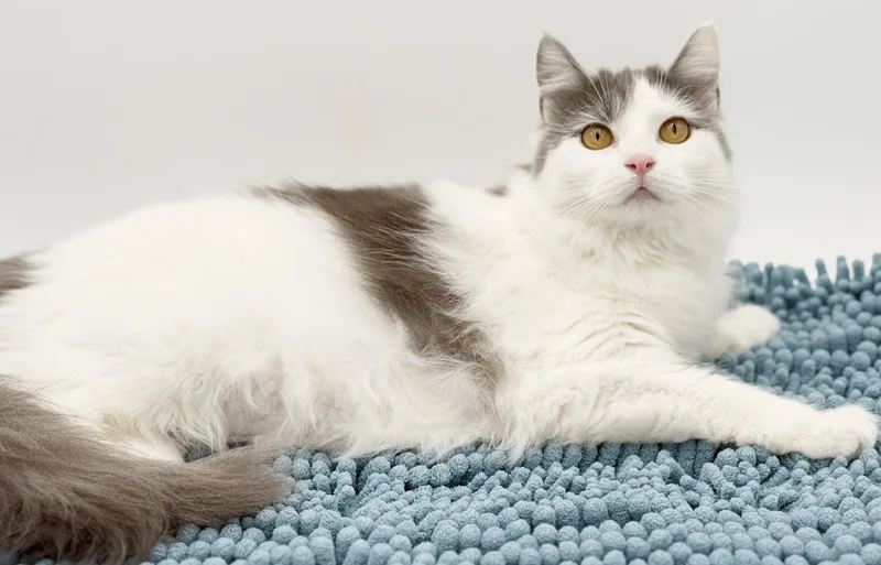 Catherine Rose Cannot Be thumbnail 6