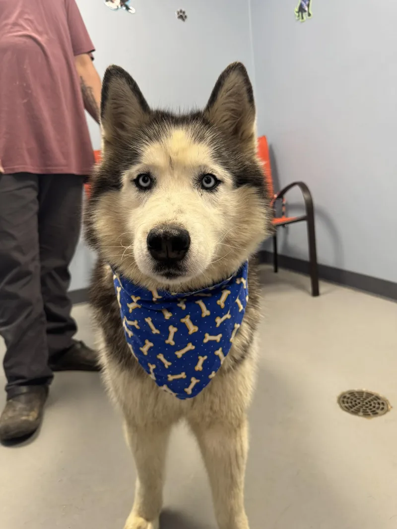 Charles Lickens thumbnail 2