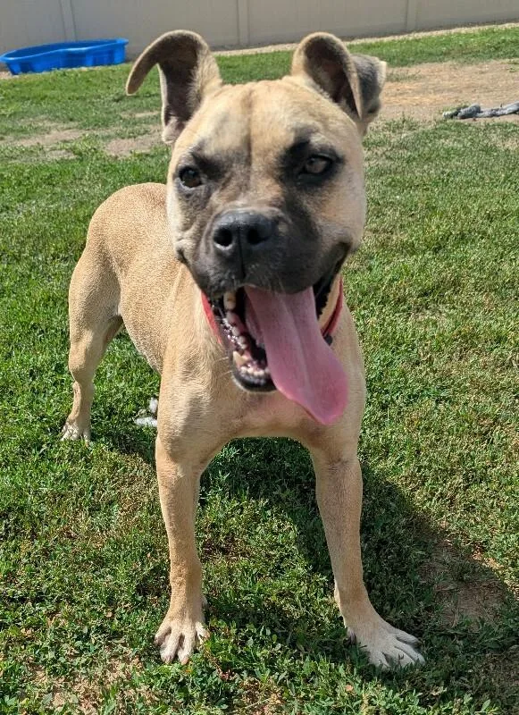 An adult medium-sized female Pit Bull Terrier dog named Nelly for adoption in Yankton, SD