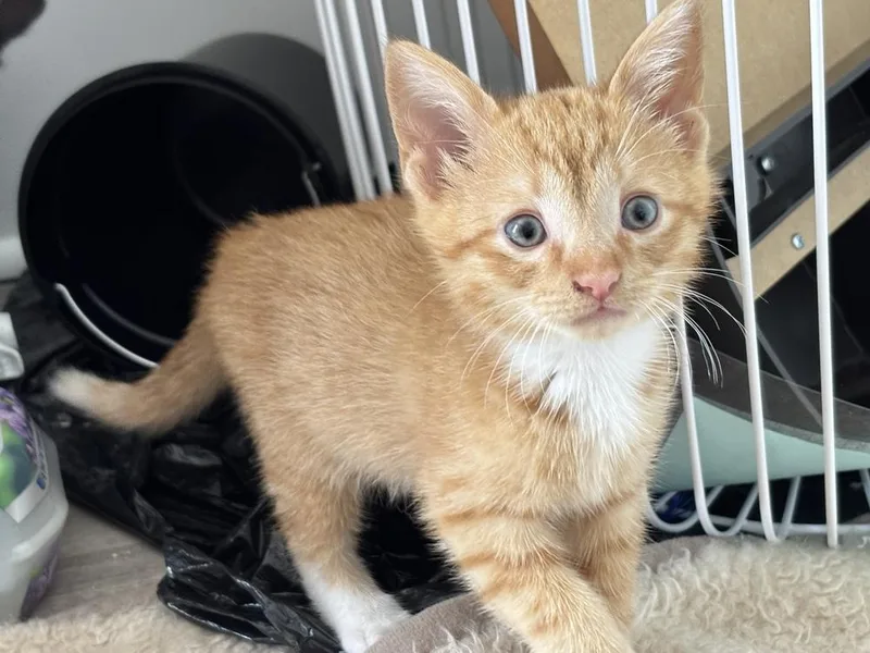 A baby small-sized male Orange & White Domestic Short Hair cat named Joe for adoption in Oak Park, MI