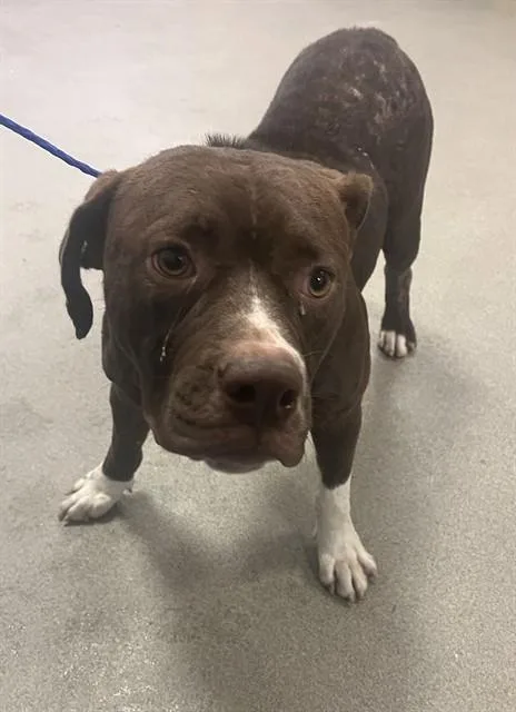 A young large-sized female American Bulldog dog named Elsa for adoption in Miami, FL