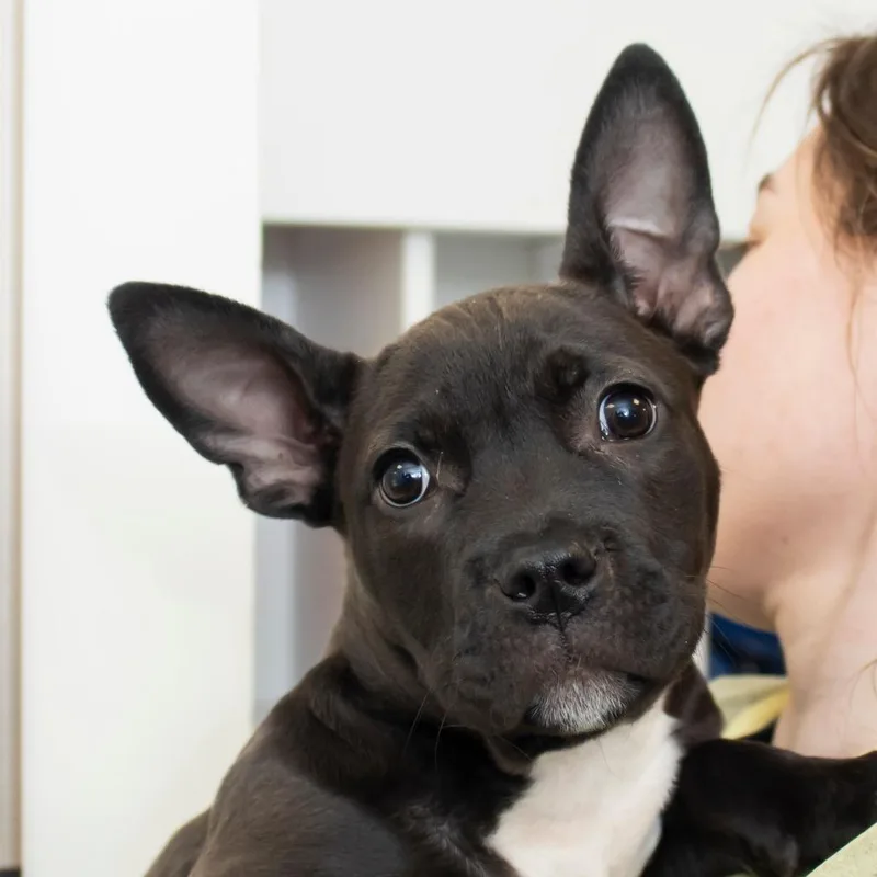 A baby small-sized female Black Mixed Breed dog named Lacey for adoption in Middletown, RI