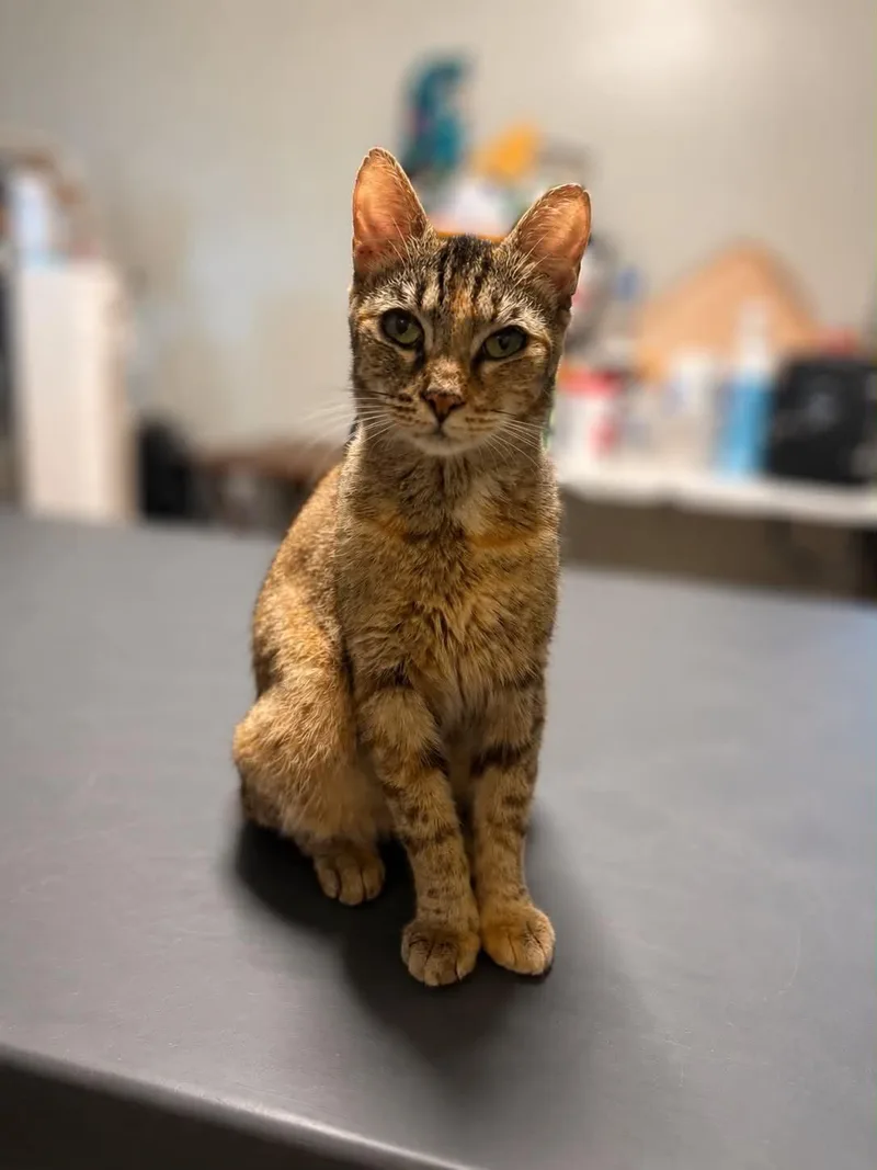 An adult medium-sized female Torbie Domestic Short Hair cat named Sassanach for adoption in LITTLE MOUNTAIN, SC