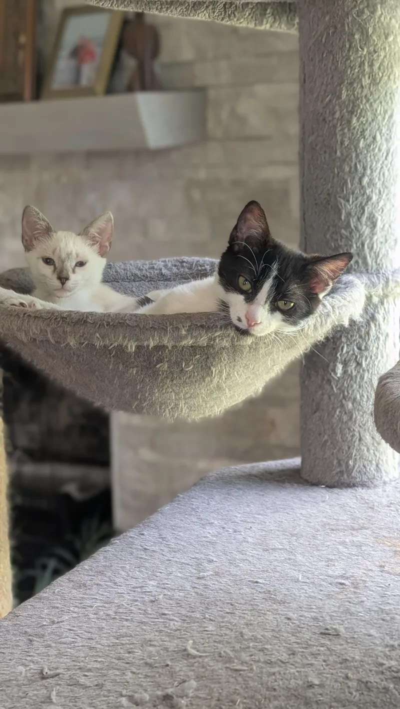 A baby medium-sized female Siamese cat named Freckle and Mayfair for adoption in Wilmington, NC