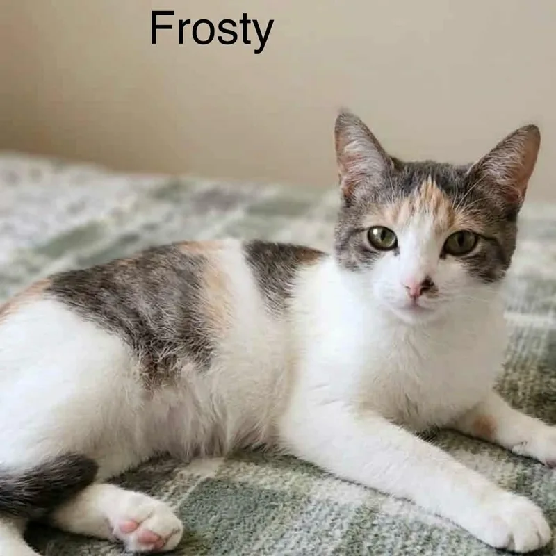 A young medium-sized female Tabby (Brown / Chocolate) Tabby cat named Frosty for adoption in Wyandotte, MI