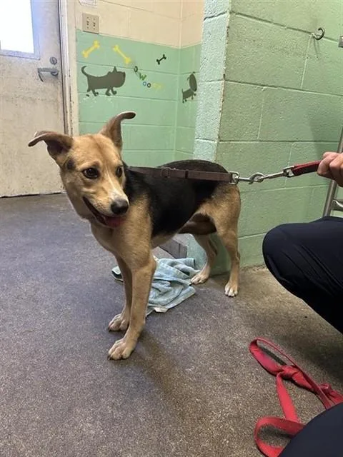 A young large-sized female German Shepherd Dog dog named Dream for adoption in Sacramento, CA