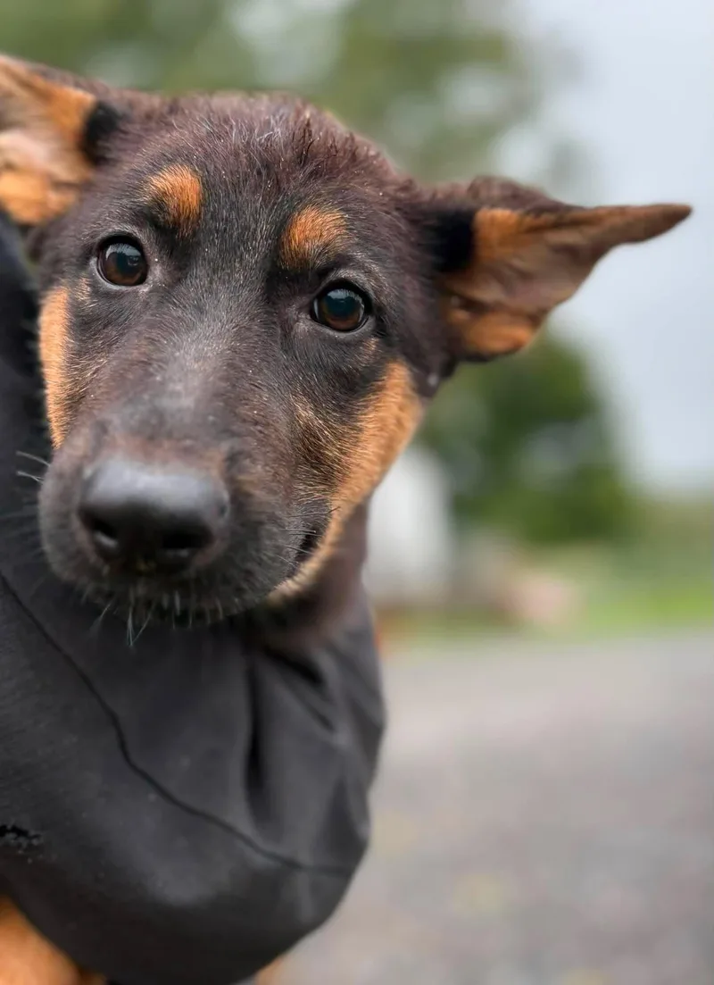A baby medium-sized female German Shepherd Dog dog named Elaine for adoption in Havertown, PA