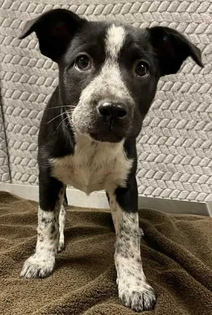 A baby large-sized female Mixed Breed dog named Annie Oakley for adoption in Lampasas, TX