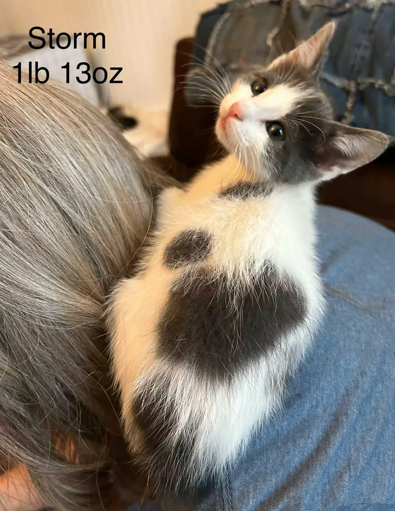 A baby medium-sized female Black & White / Tuxedo Domestic Short Hair cat named Storm for adoption in Logan, UT