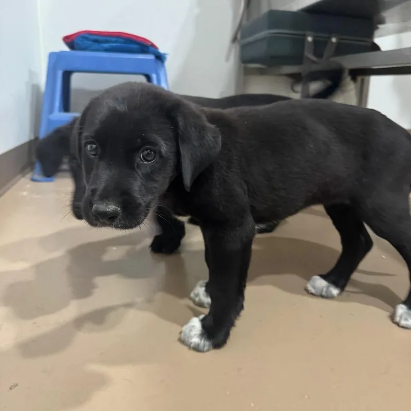 A baby small-sized female Black Labrador Retriever dog named Magic for adoption in Buchanan Dam, TX