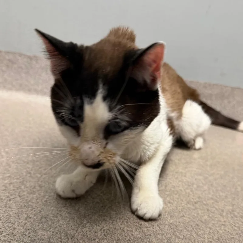 Justin Slimberlake thumbnail 2