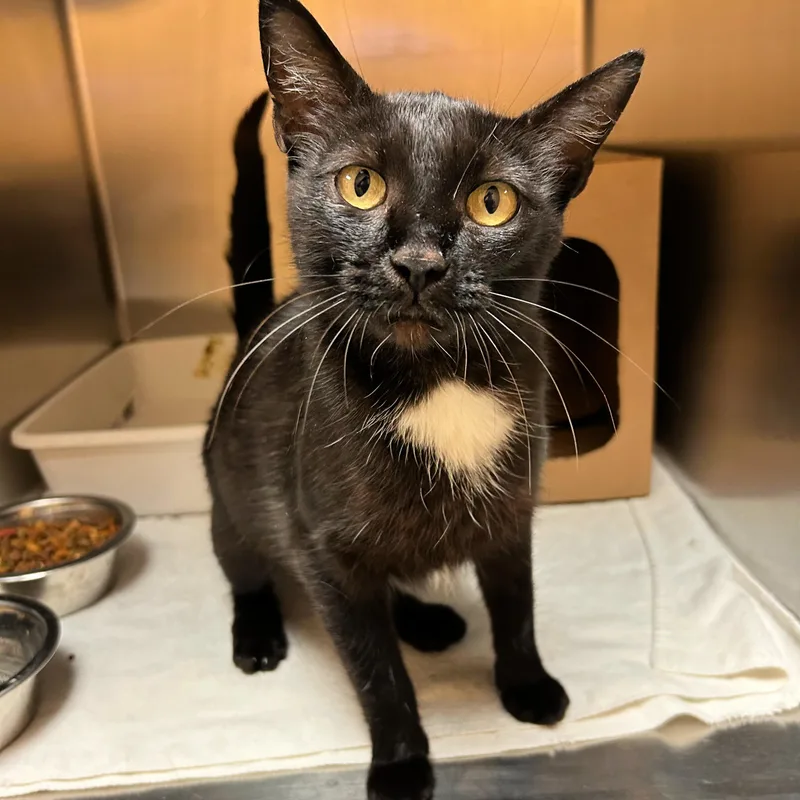A young small-sized female Black Domestic Short Hair cat named Frankie for adoption in Lindon, UT