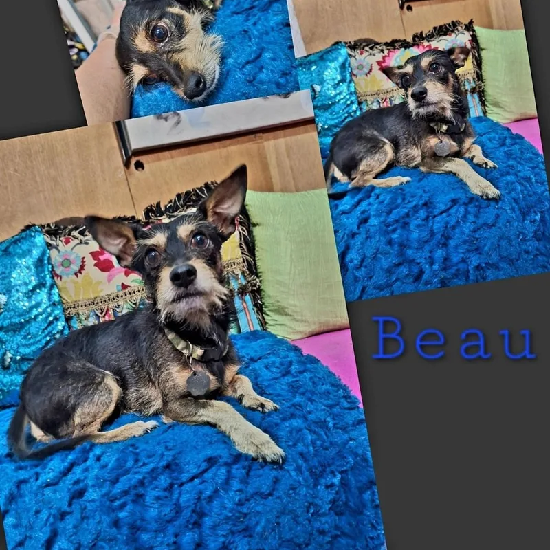 Beau thumbnail 4